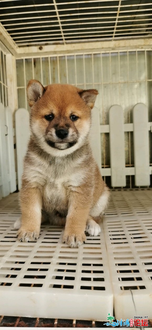 广东江门,求购两至三月大的柴犬一只,品相好,价格低-1.jpg