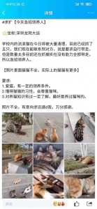 仅供深圳自提 正在深圳的伴侣念养猫的费事看看那个!-1.jpg