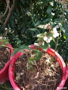 苔藓苗一年了,养的欠好,但一般着花挂果,坐标广东茂名,图一两-2.jpg