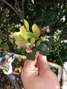 苔藓苗一年了,养的欠好,但一般着花挂果,坐标广东茂名,图一两-4.jpg