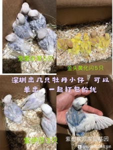 广东深圳出紫薰5只,紫伊莎3只,金头黄化闪5只。只能发车或自-1.jpg