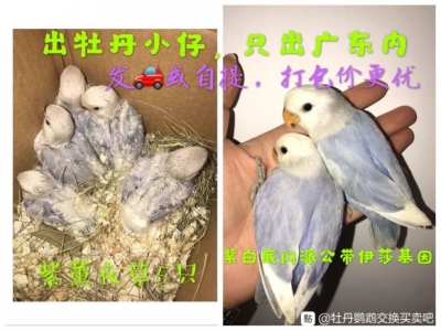 广东深圳出紫薰5只,紫伊莎3只,金头黄化闪5只。只能发车或自-1.jpg