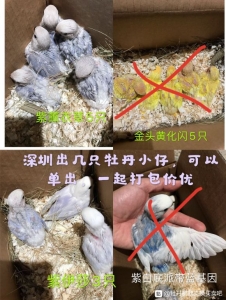 广东深圳出紫薰5只,紫伊莎3只,金头黄化闪5只。只能发车或自-1.jpg