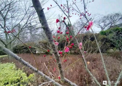 青岛中猴子园的梅花开了,实的好好-9.jpg