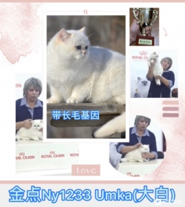 【猫舍简介】蒲公英猫舍位于天下好食之皆佛山,正在WCF注册,猫-3.jpg