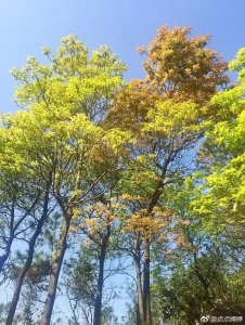 局部免费！凤凰山尽好爬山步讲，条条皆好呆了！-25.jpg