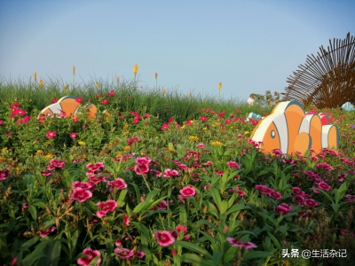 疫情事后，珠海家狸岛，秋温花开！-7.jpg