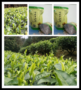 广州头秋茶 绿茶减工 批收茶叶 白茶甚么是头秋茶-1.jpg