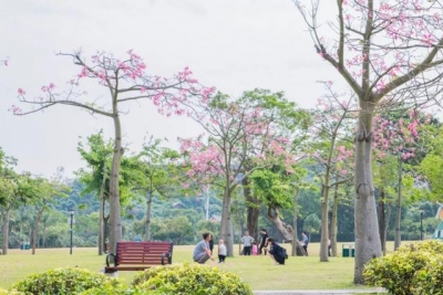 那个珠海市平易近酷爱的海滨公园，秋日来其实太好了，里晨年夜海花正开-2.jpg