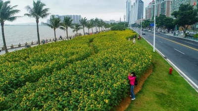 气鼓鼓温狂跌！古早热氛围去袭珠海！情侣路“花海”成“网白”，有人多看一眼竟失事！-27.jpg