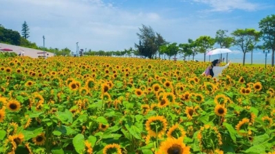 3000㎡背日葵花海，便正在珠海市中间！年夜片去了-2.jpg