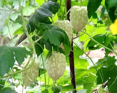 觅味佛山｜初夏尽佳摄生好食，消寒降水，吃过三讲赢过当地人-8.jpg