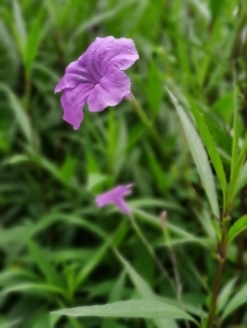 发明平居糊口中的好，所在正在珠海家狸岛#叫醒好春景#-9.jpg