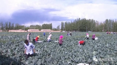 决斗决胜脱贫攻脆 | 酒泉肃州区下本夏菜挺进粤港澳 誊写脱贫攻脆新篇章-1.jpg