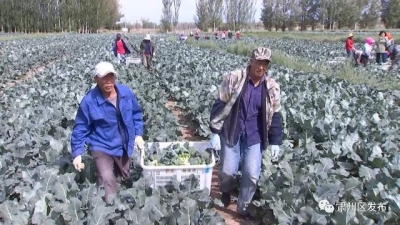 决斗决胜脱贫攻脆 | 酒泉肃州区下本夏菜挺进粤港澳 誊写脱贫攻脆新篇章-5.jpg