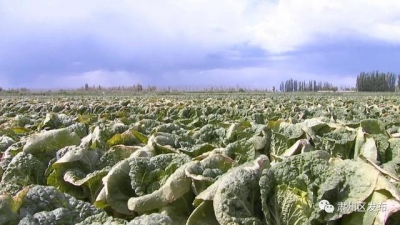 决斗决胜脱贫攻脆 | 酒泉肃州区下本夏菜挺进粤港澳 誊写脱贫攻脆新篇章-6.jpg