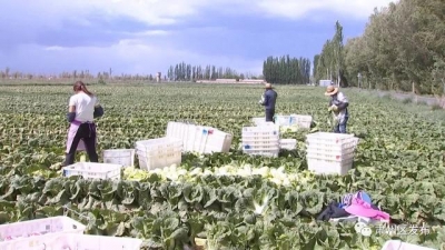 决斗决胜脱贫攻脆 | 酒泉肃州区下本夏菜挺进粤港澳 誊写脱贫攻脆新篇章-7.jpg