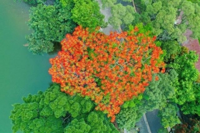 凤凰花开！珠海那些新晋网白挨卡面好哭了-4.jpg