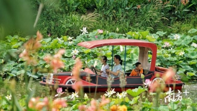 图散｜赏荷约起，中山3000米荷花少廊邀您去游-1.jpg