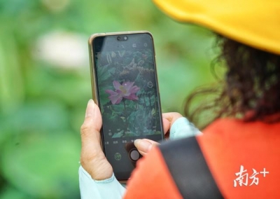 图散｜赏荷约起，中山3000米荷花少廊邀您去游-6.jpg