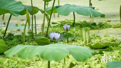 图散｜赏荷约起，中山3000米荷花少廊邀您去游-9.jpg