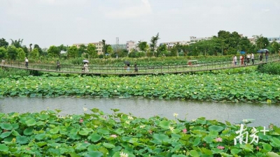 图散｜赏荷约起，中山3000米荷花少廊邀您去游-11.jpg