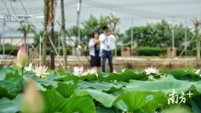 图散｜赏荷约起，中山3000米荷花少廊邀您去游-4.jpg