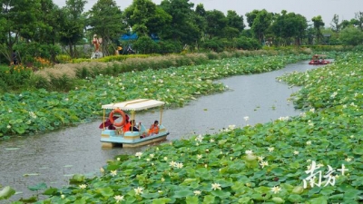 图散｜赏荷约起，中山3000米荷花少廊邀您去游-2.jpg