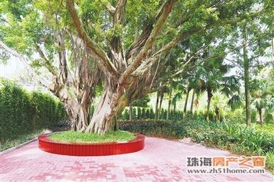 海滨公园两期提拔革新工程去！数十万株时花国庆将监临珠海-2.jpg