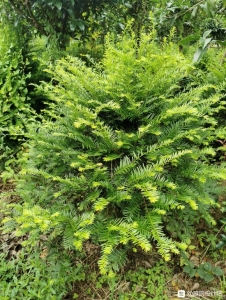 江西省光明花木盆景培育基地,精简园林绿化工程公司诚邀广大庭院-2.jpg