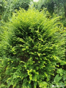 江西省光明花木盆景培育基地,精简园林绿化工程公司诚邀广大庭院-1.jpg