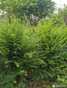 江西省光明花木盆景培育基地,精简园林绿化工程公司诚邀广大庭院-3.jpg