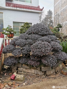 江西省光明花木盆景培育基地,精简园林绿化工程公司诚邀广大庭院-4.jpg