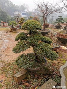 江西省光明花木盆景培育基地,精简园林绿化工程公司诚邀广大庭院-5.jpg