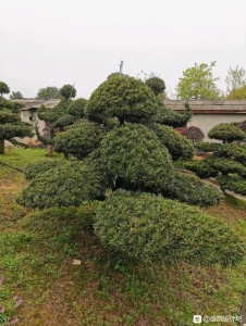 江西省光明花木盆景培育基地,精简园林绿化工程公司诚邀广大庭院-1.jpg