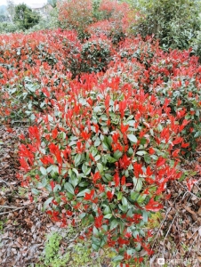 江西省光明花木盆景培育基地,精简园林绿化工程公司诚邀广大庭院-3.jpg