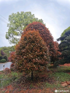 江西省光明花木盆景培育基地,精简园林绿化工程公司诚邀广大庭院-9.jpg