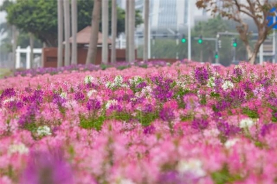 好炸了！巨型花海绽放情侣路！下浑脚机壁纸去了...-1.jpg