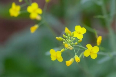 好炸了！巨型花海绽放情侣路！下浑脚机壁纸去了...-7.jpg