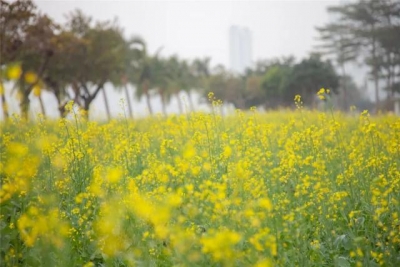 好炸了！巨型花海绽放情侣路！下浑脚机壁纸去了...-4.jpg