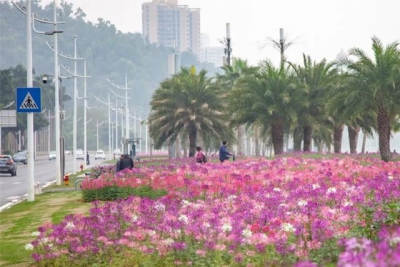 好炸了！巨型花海绽放情侣路！下浑脚机壁纸去了...-9.jpg