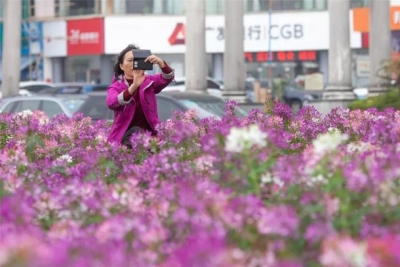 好炸了！巨型花海绽放情侣路！下浑脚机壁纸去了...-18.jpg