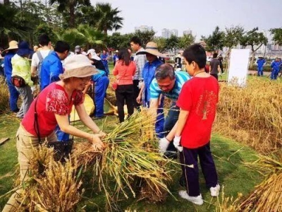 家狸岛躲着一片麦田！200人刚尝陈！下一茬更欣喜…-3.jpg