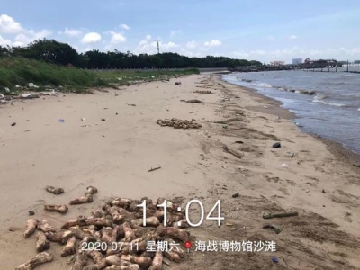 东莞虎门威近岛海滩惊现不计其数猪蹄，展谦全部沙岸！-4.jpg