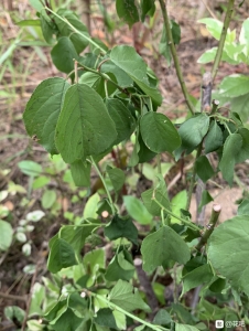 好华侈,第一个是甚么花?梅花吗?坐标广东惠州-2.jpg