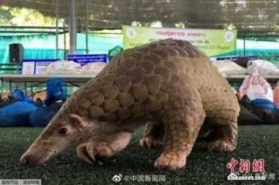 广东禁食一切野生豢养陆死家活泼物-2.jpg