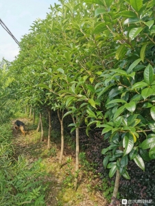 木樨,白叶石楠,白豆杉,紫薇批收,使用于各类园林绿化工程