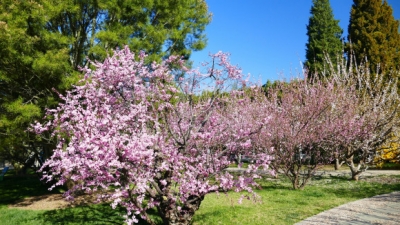 昔日中猴子园拍花