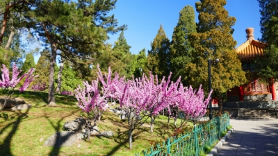 昔日中猴子园拍花