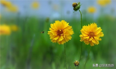 待到重阳日，去肇庆市怀散县觅源谷登下怀近赏谦山菊花